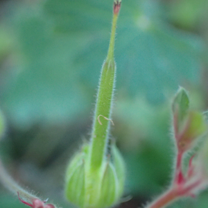 Photographie n°2505531 du taxon Geranium rotundifolium L.