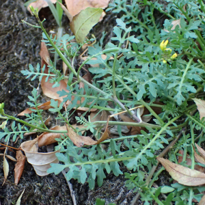 Photographie n°2505541 du taxon Sisymbrella aspera (L.) Spach