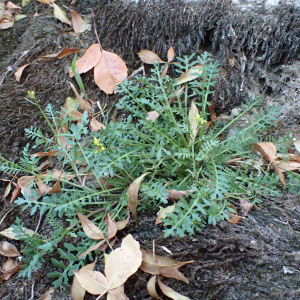 Photographie n°2505542 du taxon Sisymbrella aspera (L.) Spach