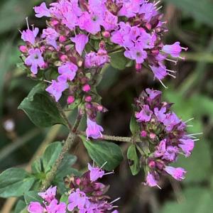 Photographie n°2505618 du taxon Origanum vulgare L.