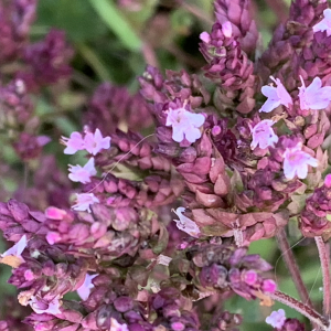 Photographie n°2505620 du taxon Origanum vulgare L.