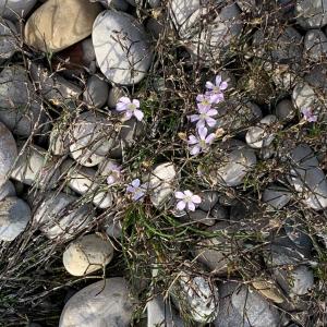 Photographie n°2505626 du taxon Petrorhagia saxifraga (L.) Link