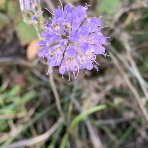 Photographie n°2505631 du taxon Succisa pratensis Moench [1794]