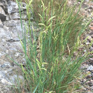 Photographie n°2505745 du taxon Brachypodium retusum (Pers.) P.Beauv. [1812]