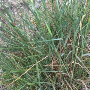 Photographie n°2505747 du taxon Brachypodium retusum (Pers.) P.Beauv. [1812]