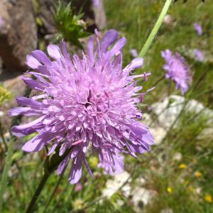 Photographie n°2505749 du taxon Knautia arvensis (L.) Coult.