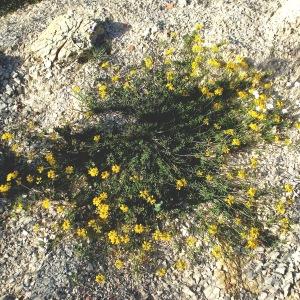 Photographie n°2505759 du taxon Hippocrepis comosa L.