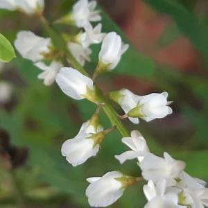 Photographie n°2505765 du taxon Melilotus albus Medik.