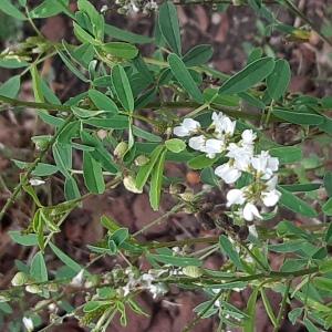 Photographie n°2505766 du taxon Melilotus albus Medik.