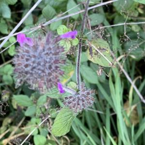 Photographie n°2505768 du taxon Clinopodium vulgare L.