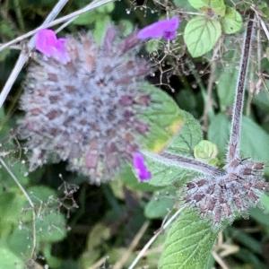 Photographie n°2505770 du taxon Clinopodium vulgare L.