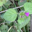  Liliane Roubaudi - Clinopodium vulgare L.