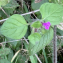  Liliane Roubaudi - Clinopodium vulgare L.