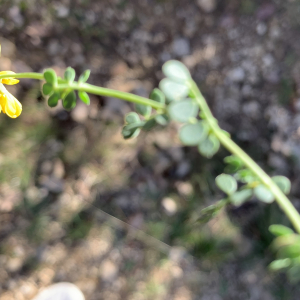 Photographie n°2505779 du taxon Coronilla minima L. [1756]