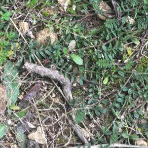 Photographie n°2505791 du taxon Hippocrepis comosa L.