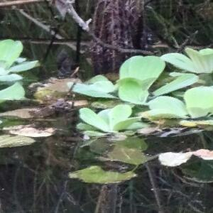 Photographie n°2505828 du taxon Pistia stratiotes L.