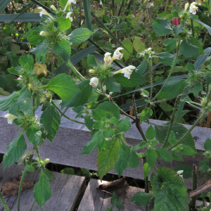 Photographie n°2505836 du taxon Galeopsis tetrahit L.