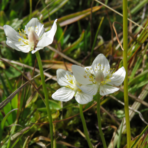 Photographie n°2505845 du taxon Parnassia palustris L.