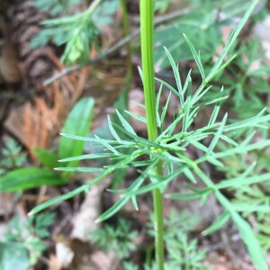 Photographie n°2505850 du taxon Conopodium majus subsp. majus