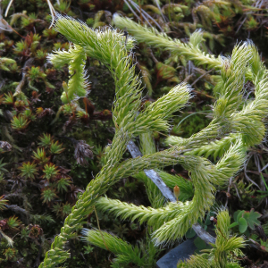 Photographie n°2505853 du taxon Lycopodium clavatum L.