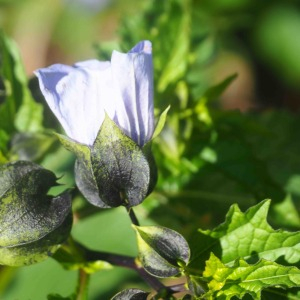 Photographie n°2505891 du taxon Nicandra physalodes (L.) Gaertn. [1791]