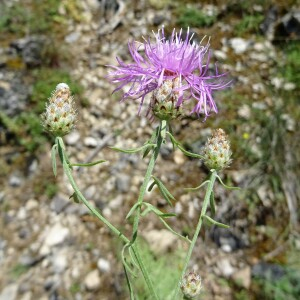 Photographie n°2505968 du taxon Centaurea stoebe L. [1753]