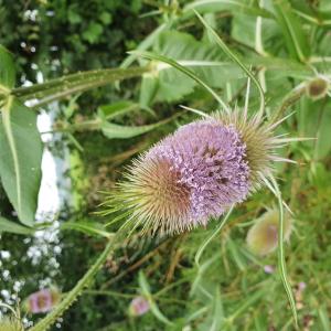 Photographie n°2506035 du taxon Dipsacus fullonum L. [1753]