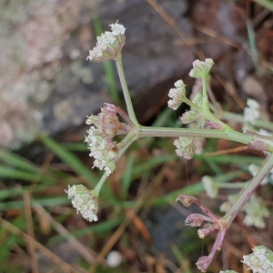 Photographie n°2506115 du taxon Seseli tortuosum L.