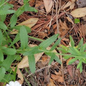 Photographie n°2506149 du taxon Leucanthemum subglaucum De Laramb. [1861]