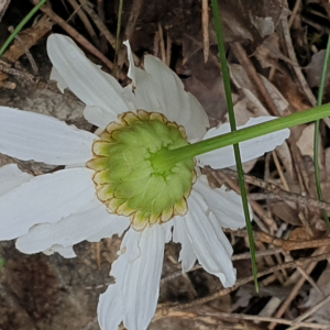 Photographie n°2506150 du taxon Leucanthemum subglaucum De Laramb. [1861]