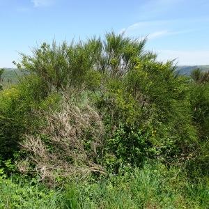 Photographie n°2506163 du taxon Cytisus scoparius (L.) Link [1822]