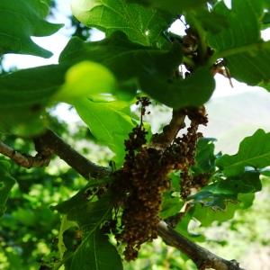 Photographie n°2506166 du taxon Quercus robur L. [1753]