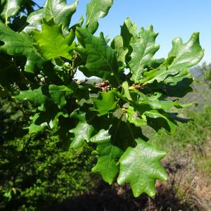 Photographie n°2506169 du taxon Quercus robur L. [1753]