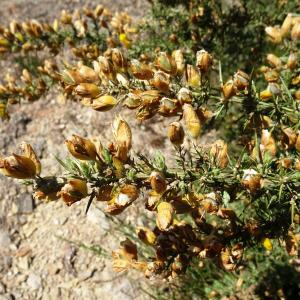 Photographie n°2506182 du taxon Ulex europaeus L. [1753]