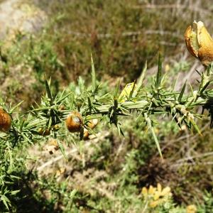 Photographie n°2506183 du taxon Ulex europaeus L. [1753]