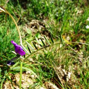 Photographie n°2506185 du taxon Vicia angustifolia L.