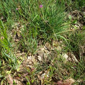 Photographie n°2506186 du taxon Vicia angustifolia L.