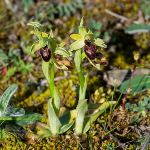 Photographie n°2506189 du taxon Ophrys exaltata Ten. [1819]
