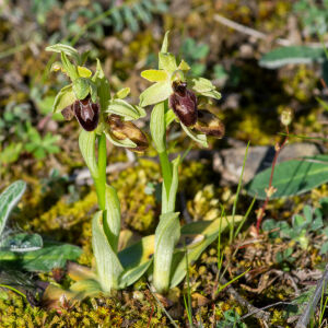 Photographie n°2506190 du taxon Ophrys exaltata Ten. [1819]