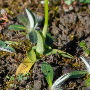 Photographie n°2506191 du taxon Ophrys exaltata Ten. [1819]