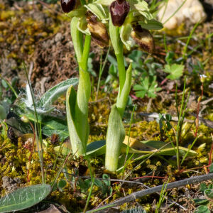 Photographie n°2506192 du taxon Ophrys exaltata Ten. [1819]