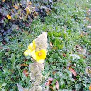 Photographie n°2506195 du taxon Verbascum thapsus L. [1753]