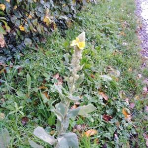 Photographie n°2506196 du taxon Verbascum thapsus L. [1753]