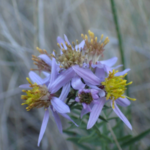 Photographie n°2506226 du taxon Galatella sedifolia subsp. sedifolia 