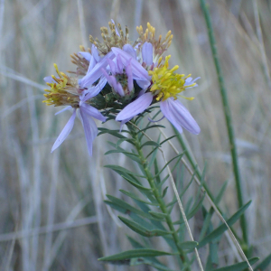 Photographie n°2506228 du taxon Galatella sedifolia subsp. sedifolia 