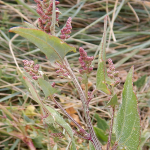 Photographie n°2506249 du taxon Atriplex prostrata Boucher ex DC. [1805]