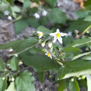 Photographie n°2506263 du taxon Solanum nigrum L. [1753]
