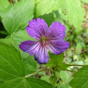 Photographie n°2506291 du taxon Geranium nodosum L.