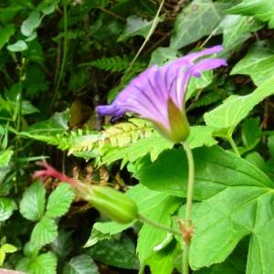 Photographie n°2506293 du taxon Geranium nodosum L.