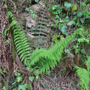 Photographie n°2506311 du taxon Polystichum setiferum (Forssk.) T.Moore ex Woyn. [1913]